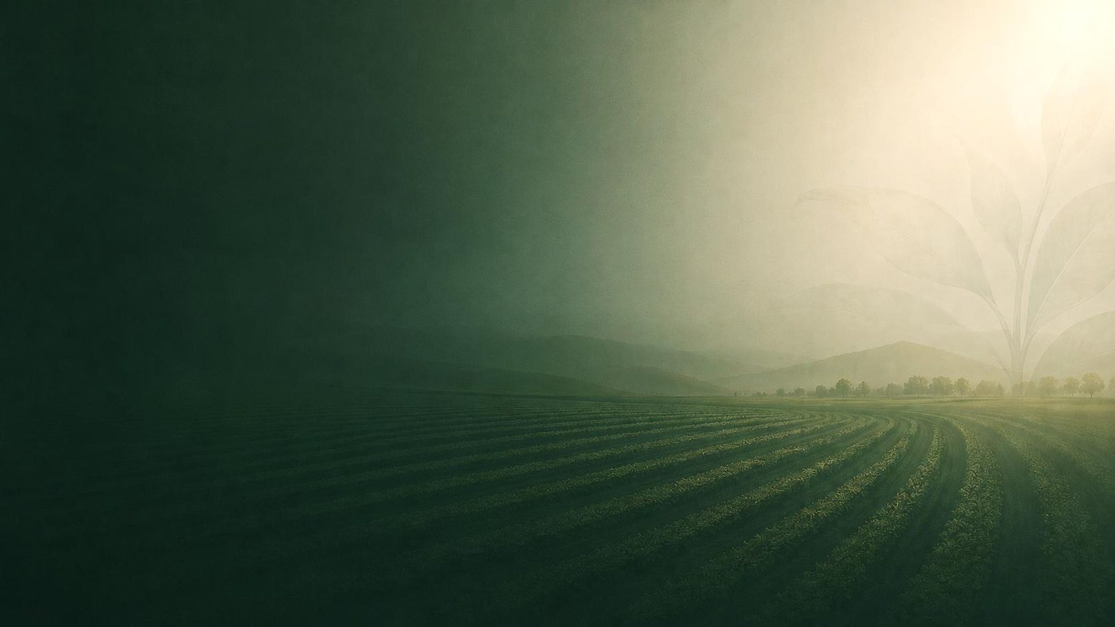 Contour-planted field at first light